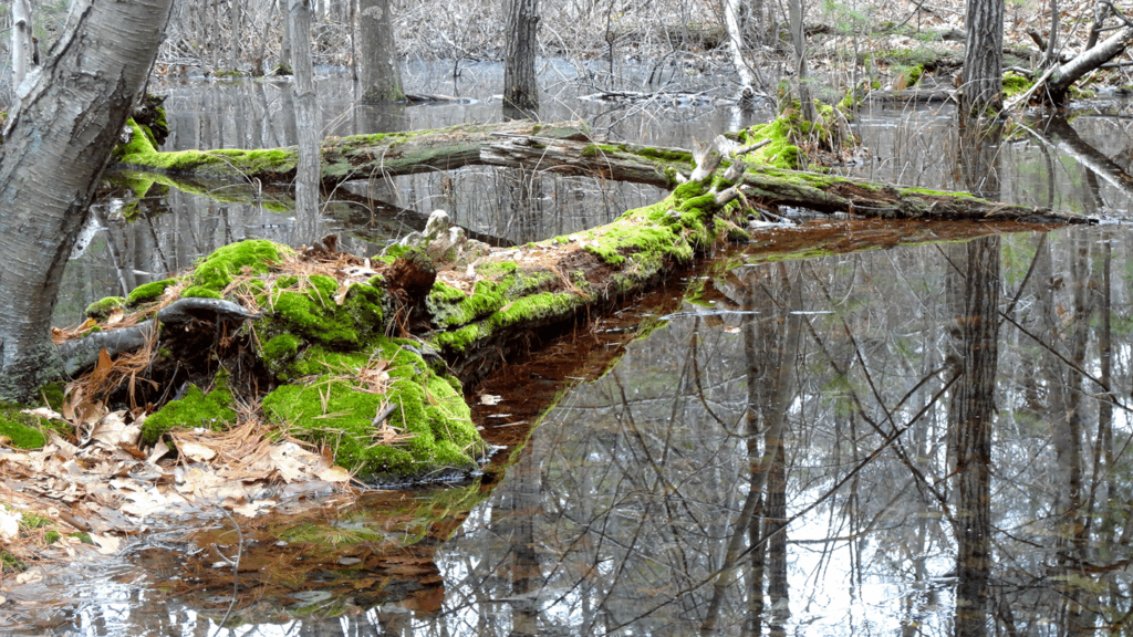 Stony Brook Reservation & Turtle Pond