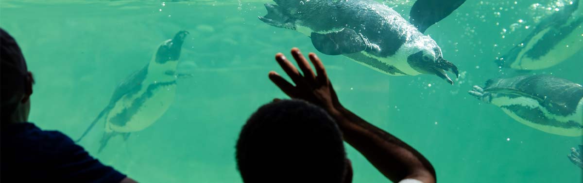Franklin Park Zoo Summer Days